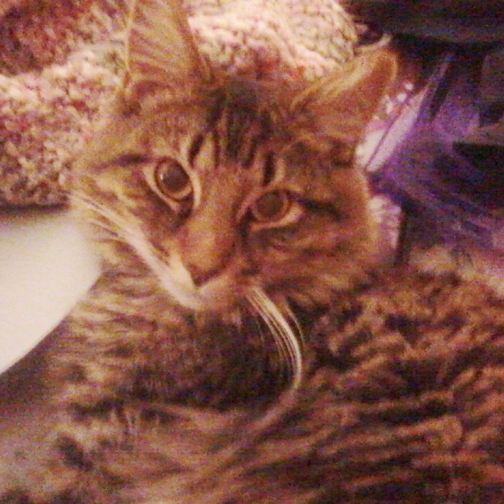 Meet your Posher, Cheryl